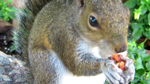 squirrel, Sciurus vulgaris, close up eating a nut around purple, flowering heather in the cairngorms