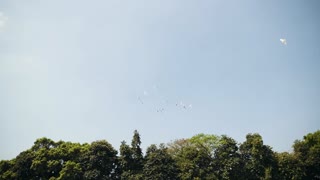 Traveller Birds Flew Over My Farm