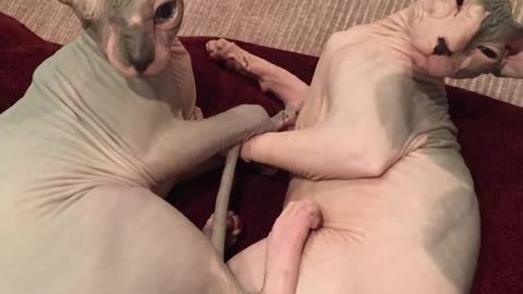 One-Eyed Cat Loves Teasing His Brother