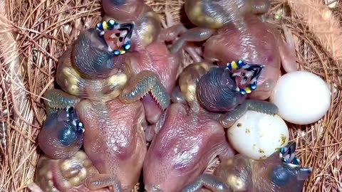 gouldian finch chicks