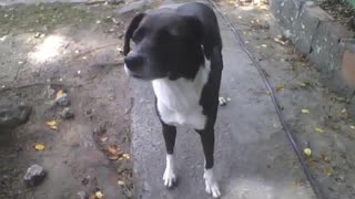 Cute black and white dog on the sidewalk near the park [Nature & Animals]