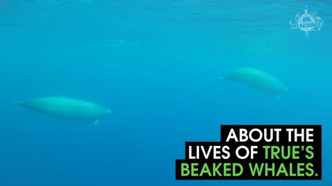 This Is The First Ever Footage Of Beaked Whales