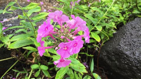 Pretty pink flowers swaying in the wind