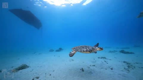 TURTLE PARADISE video 2 - a Nature Relaxation Underwater Ambient