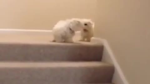 Cute puppy fight fun