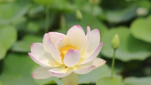 Lotus Flowers || Water Lily