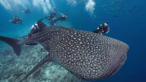 Whale shark swims in blue water with SCUBA Divers