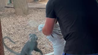 Monkey Playfully Chases Giggling Family