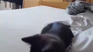 When your kitten is only willing to play with you