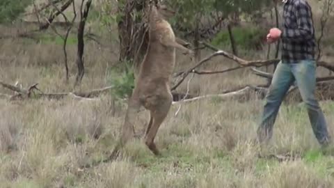 Man Punches Roo To Save Dog