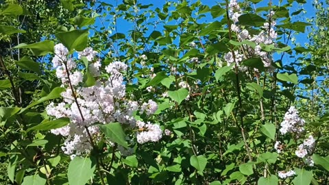 Lilacs