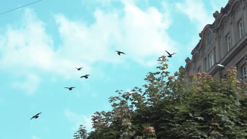 Close up group of pigeons flying in blue sky tree birds nature natural wild