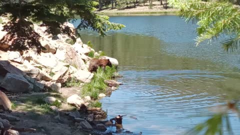A big Bear fishing in the lake