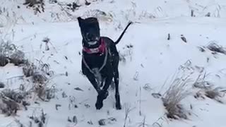 Great Dane Slow Motion Zoomies SloMo