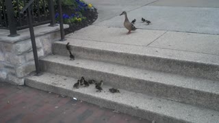 Ducklings vs. Stairs