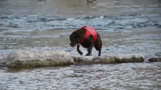 Riding the rapids