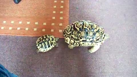African leopard tortoise_Cut.mp4
