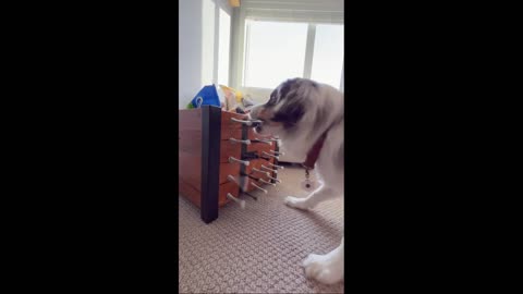 Owner Creates Toy for Dog Using Door Stoppers