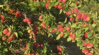 a natural plum of plums