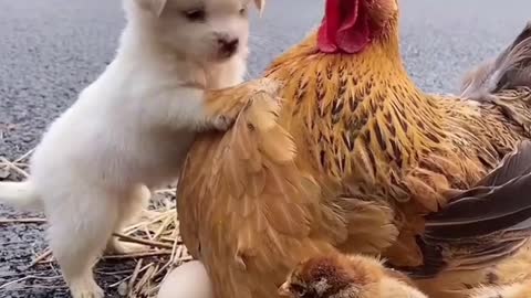 puppy and hen love