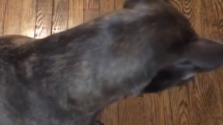 Grey pitbull tries to high five girl but hits camera