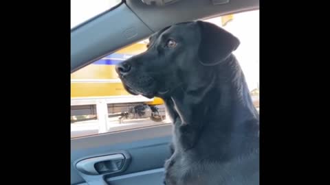 Look at this cute dog in car | It seems he want's to drive the car