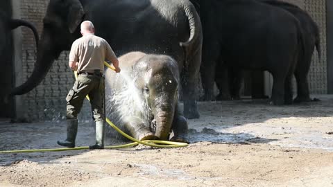 Zookeeper Showering a Baby Elephant