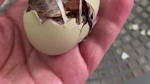 Hatching Chick and Cute Baby