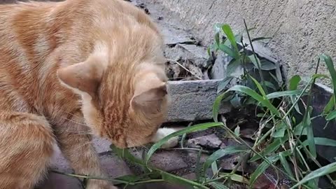 A yellow cat walking on the street in the scorching heat.