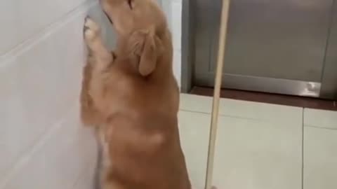 Adoarable Funny Guilty Dog Eating Slipper