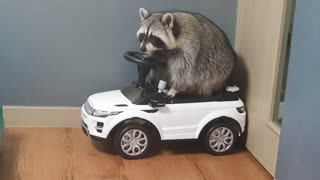 Raccoon tries to get on top of the car and open the door.