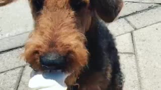 Brown dog eating ice cream