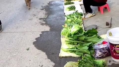 German Shepherd Buying Food For His Owner