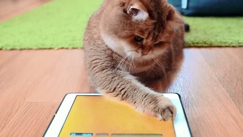 How will a cat react when it sees a "mouse" appear on the iPad? It's so funny