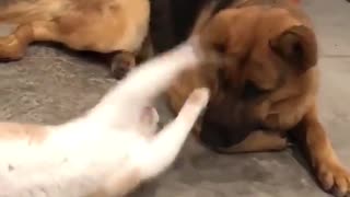 Cat Plays with Dog's Ear