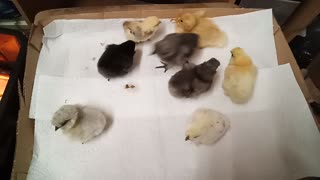 Silkie chicks and a duckling