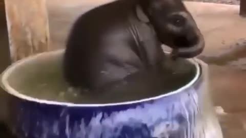 Elephant baby in water, enjoy full😍