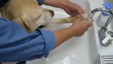 I am very happy to wash hands and feet dog