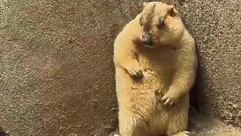 The cute groundhog