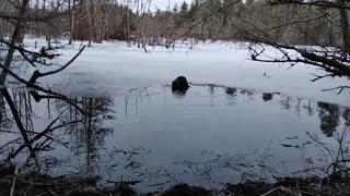 Beaver in Juneau Alaska on Sabbath Hike