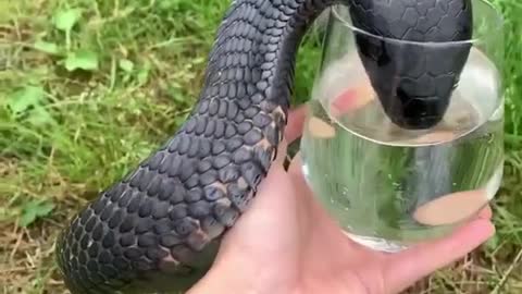 King Cobra Drinking