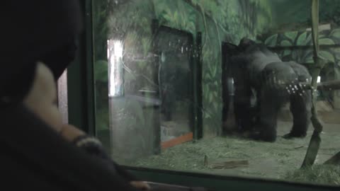 a baby boy in stroller watching a gorilla