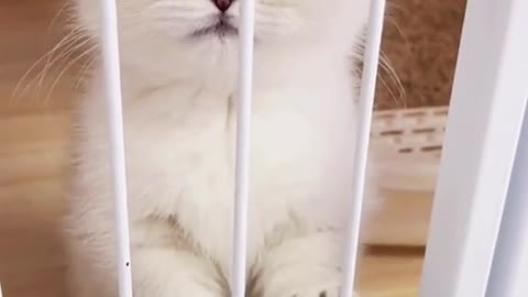 Baby Cats - Cute and Funny Cat Video Aww Animals