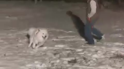 Samoyed puppy sees snow for first time