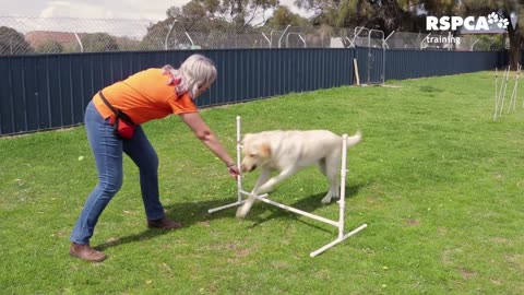 Lesson 2: how to teach your dog to touch or target