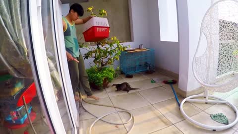 How to crate train an Otter in your own home!