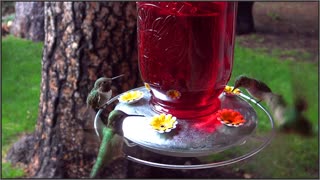 Humming Birds in Pine AZ