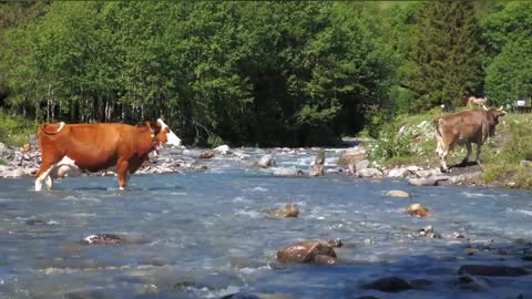 Cows Creek Alp Water Crossing