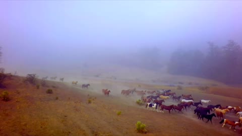 Wild Horses Running Through a Field in Fog by Aerial Drone