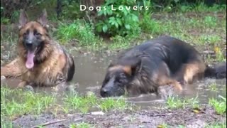 Two Dogs Sitting On The Floor in The Water.